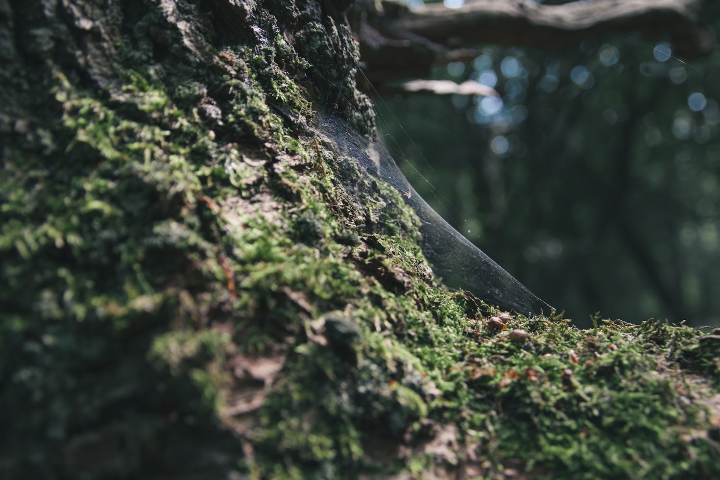 The Healing Powers of Moss and Myth