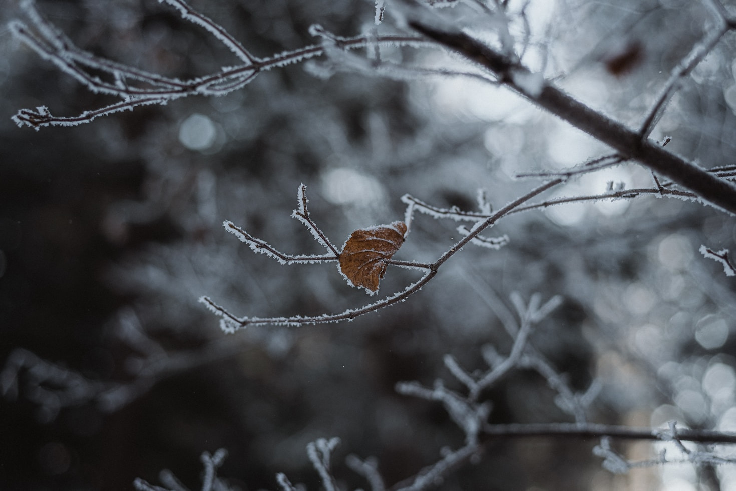 Nature’s Hidden Secrets: A Mystical Perspective