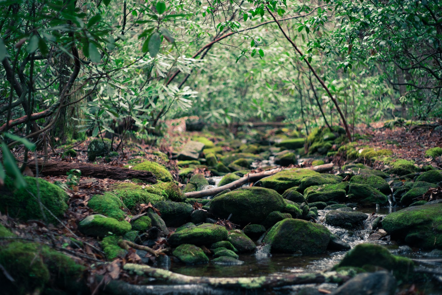 Finding Harmony Between Nature and the Arcane