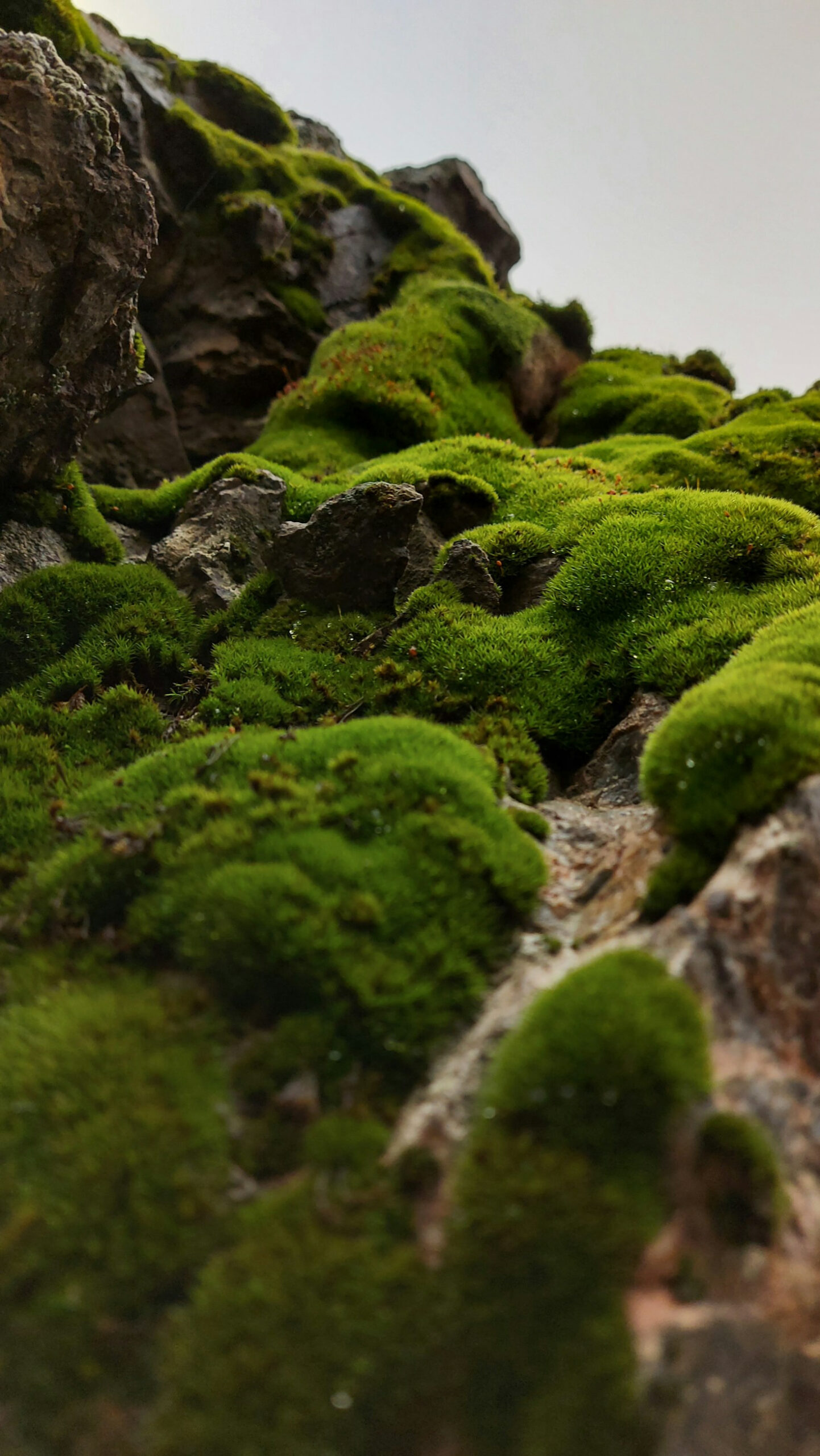 Unveiling the Mystical Traditions in Nature