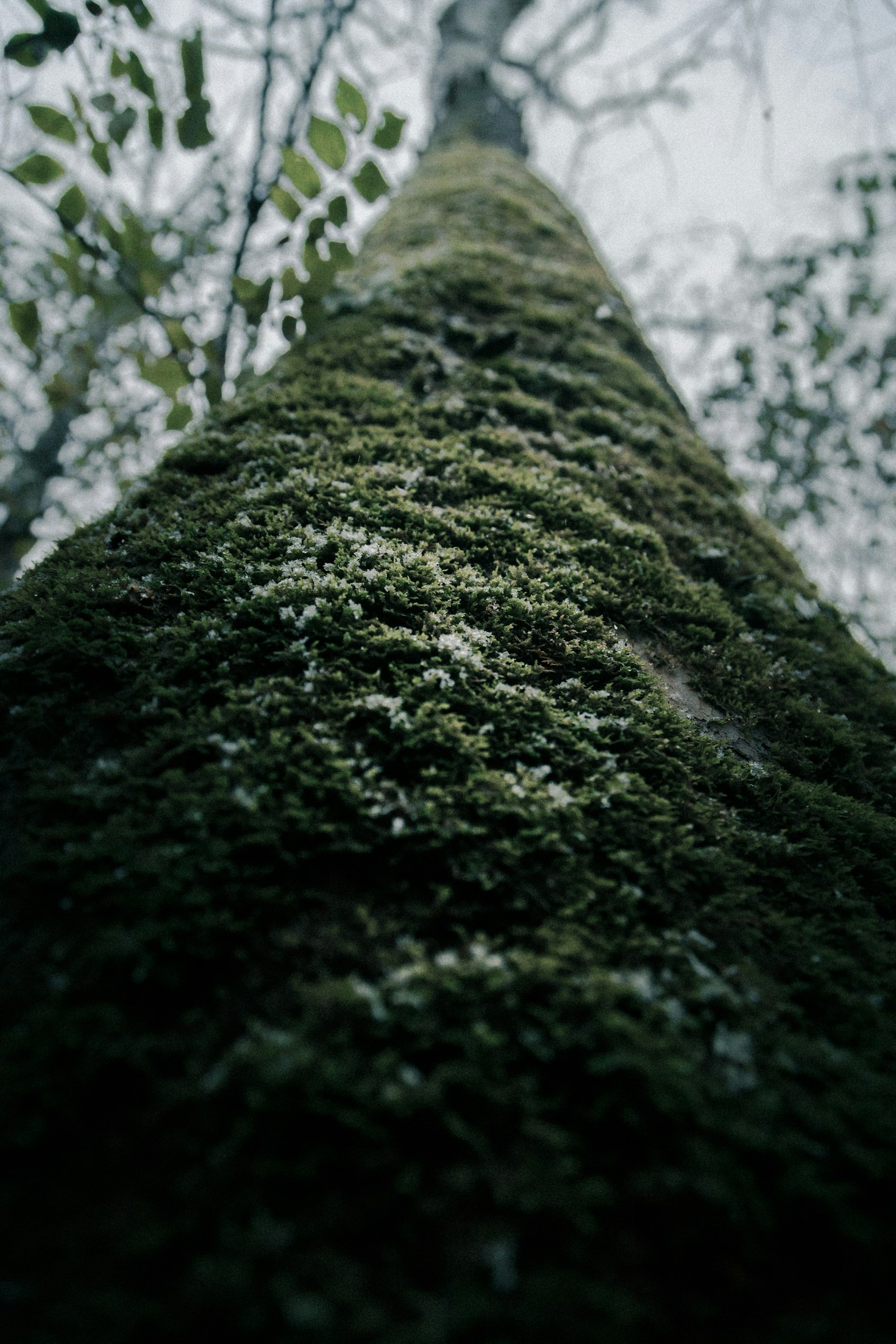 The Interplay of Myth, Magic, and Nature